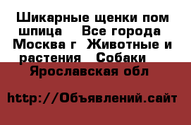 Шикарные щенки пом шпица  - Все города, Москва г. Животные и растения » Собаки   . Ярославская обл.